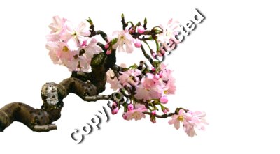 bonsai cherryblossom